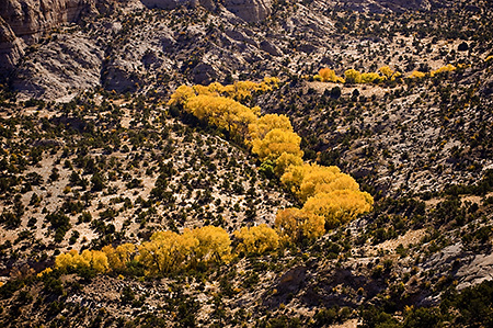 Zigzagging Cottonwood Trees in Fall, UT